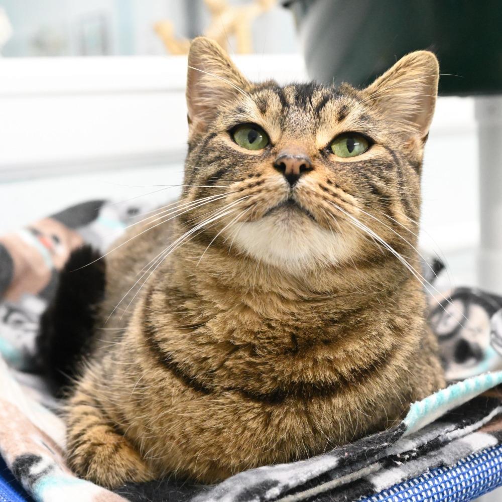 Enlarge Frankie, a Adoptable Domestic Short Hair in Mobile, AL image 5/6