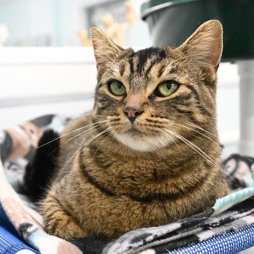 Enlarge Frankie, a Adoptable Domestic Short Hair in Mobile, AL image 6/6