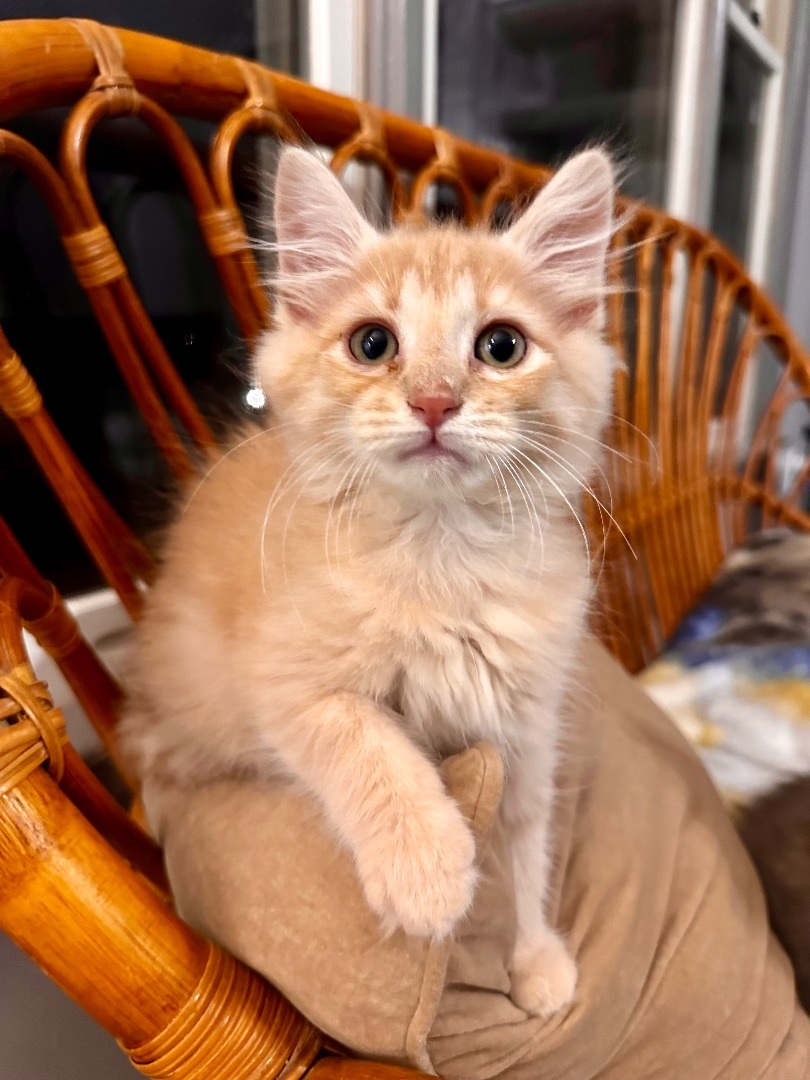 Enlarge Fluffy Perfect Pair! — Babette & Pierre, a Adopted Domestic Long Hair in Woodbridge, VA image 1/6
