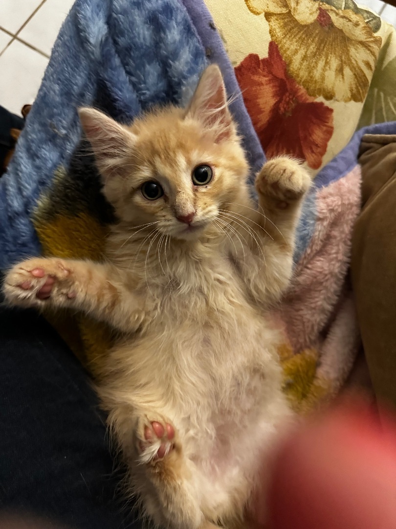 Enlarge Fluffy Perfect Pair! — Babette & Pierre, a Adopted Domestic Long Hair in Woodbridge, VA image 2/6