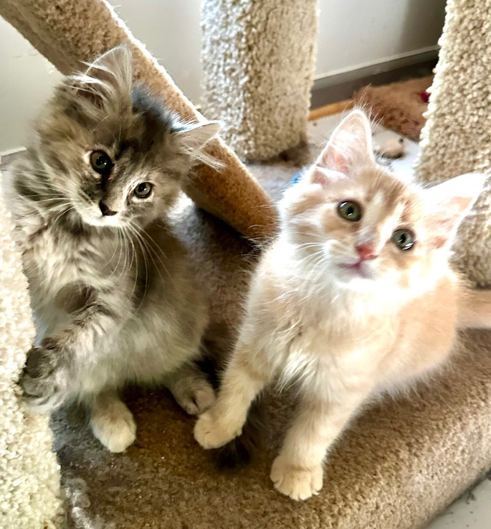 Enlarge Fluffy Perfect Pair! — Babette & Pierre, a Adopted Domestic Long Hair in Woodbridge, VA image 3/6