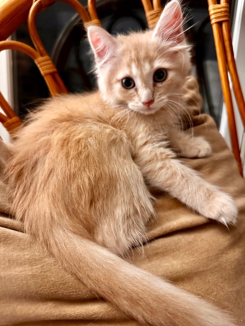 Enlarge Fluffy Perfect Pair! — Babette & Pierre, a Adopted Domestic Long Hair in Woodbridge, VA image 4/6