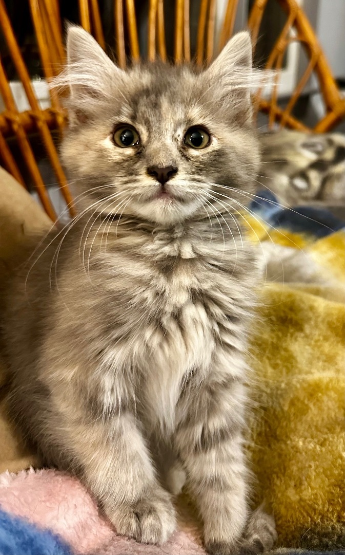 Enlarge Fluffy Perfect Pair! — Babette & Pierre, a Adopted Domestic Long Hair in Woodbridge, VA image 5/6