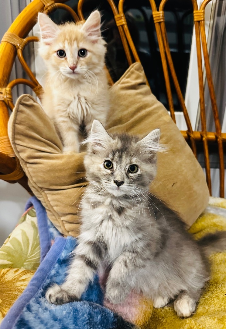 Enlarge Fluffy Perfect Pair! — Babette & Pierre, a Adopted Domestic Long Hair in Woodbridge, VA image 6/6