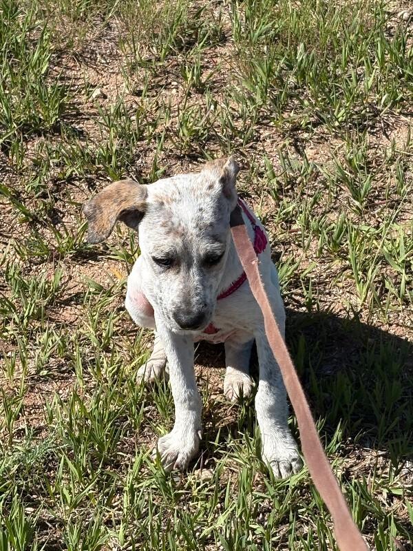 Smokey, Adoptable, Puppy Female Cattle Dog & Mixed Breed.