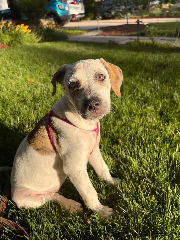 Smokey, a Adoptable mixed breed in Westminster, CO image 2/5