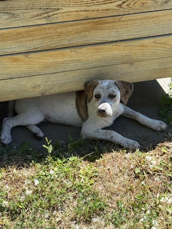Smokey, a Adoptable mixed breed in Westminster, CO image 3/5