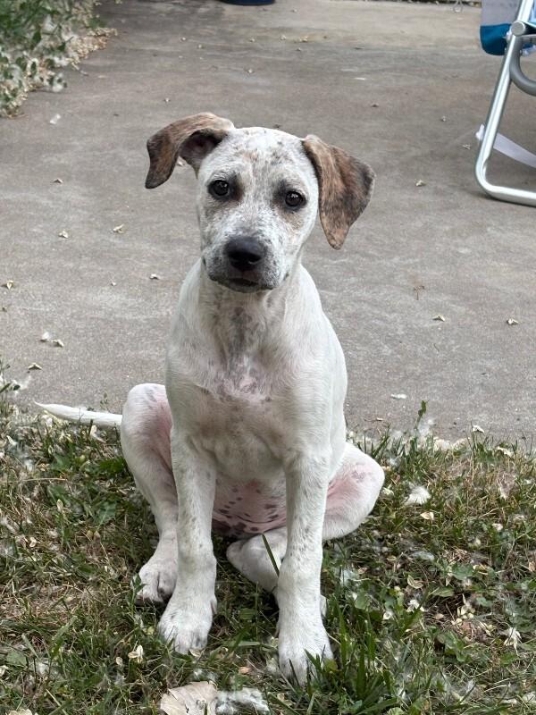 Smokey, a Adoptable mixed breed in Westminster, CO image 4/5