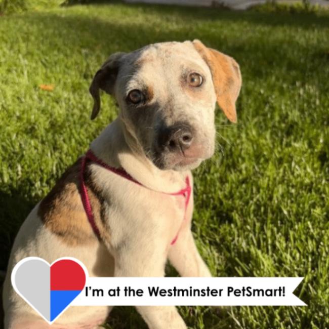 Smokey, a Adoptable mixed breed in Westminster, CO image 5/5
