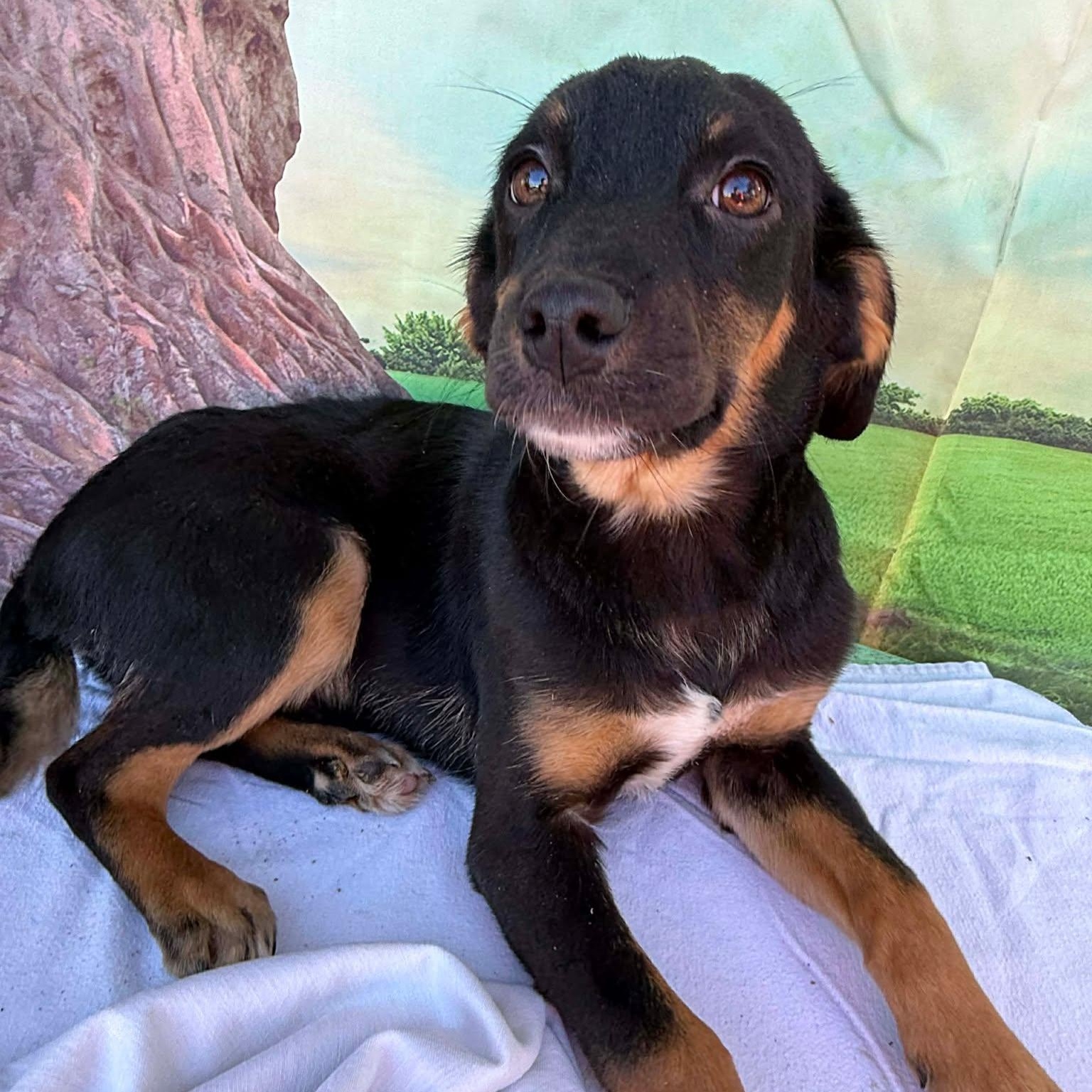 Flannel, Adoptable, Young Male Beagle & Rat Terrier.