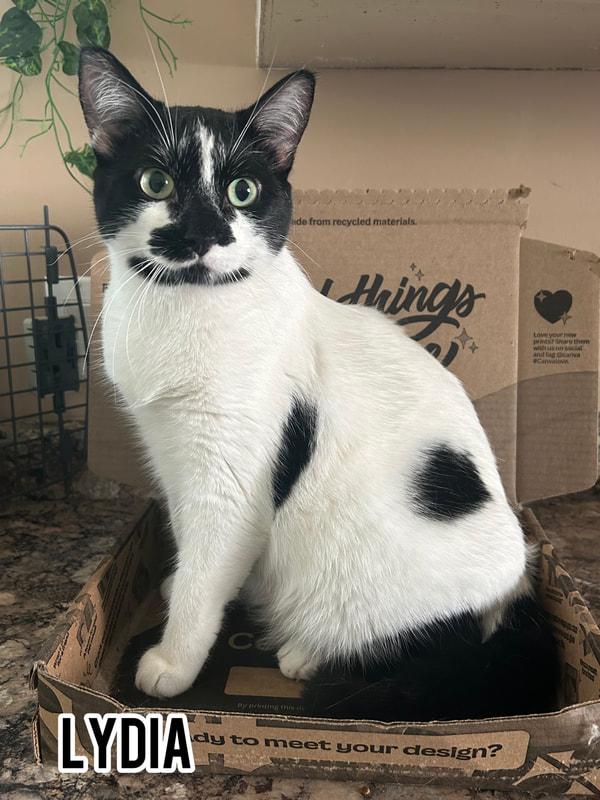 Lydia, Adoptable, Adult Female Domestic Short Hair.