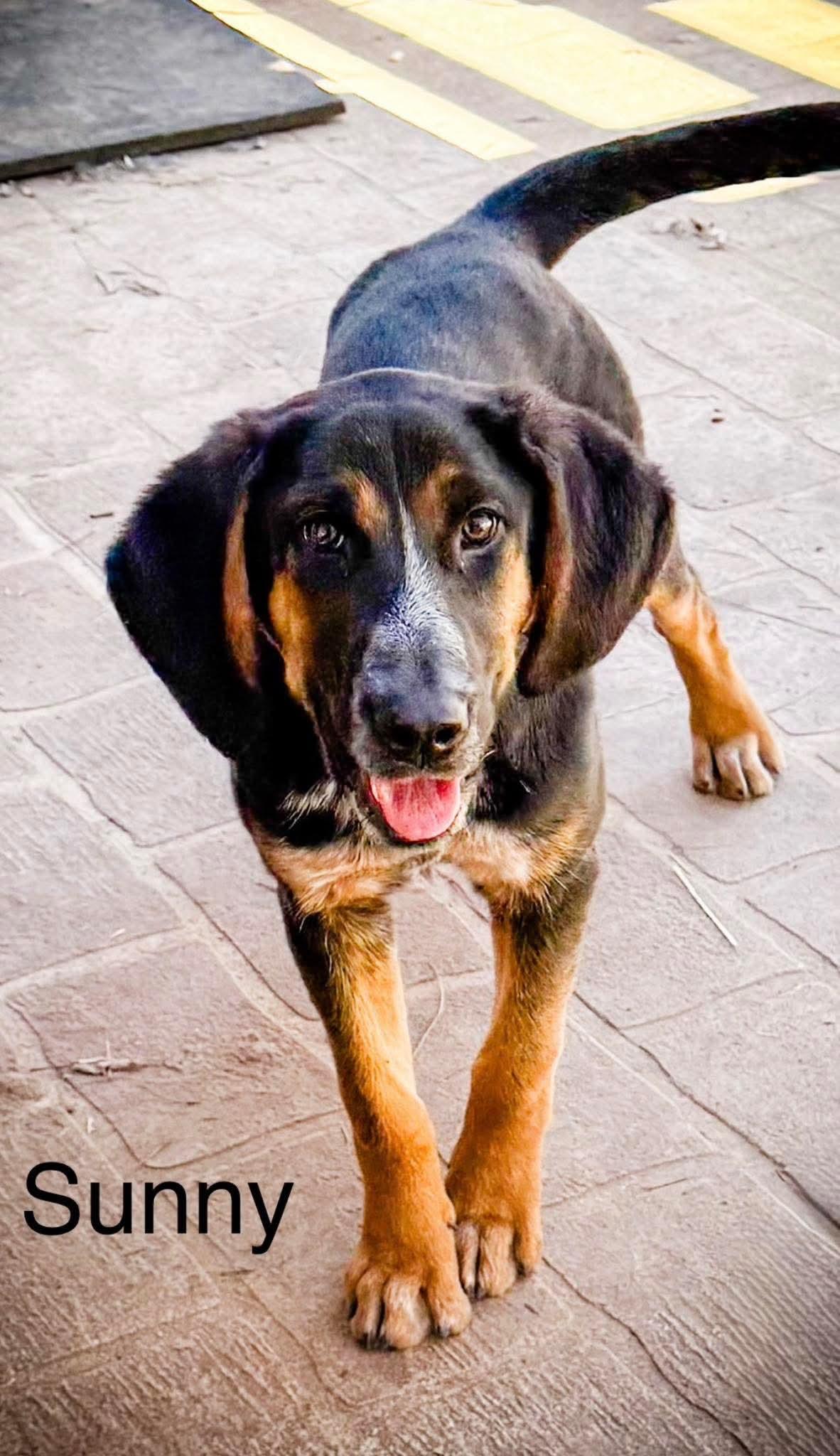 Sunny, a Adoptable mixed breed in Paris, TX image 1/5