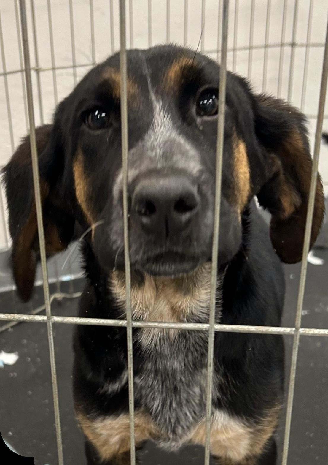 Enlarge Sunny, a Adoptable mixed breed image 1/4