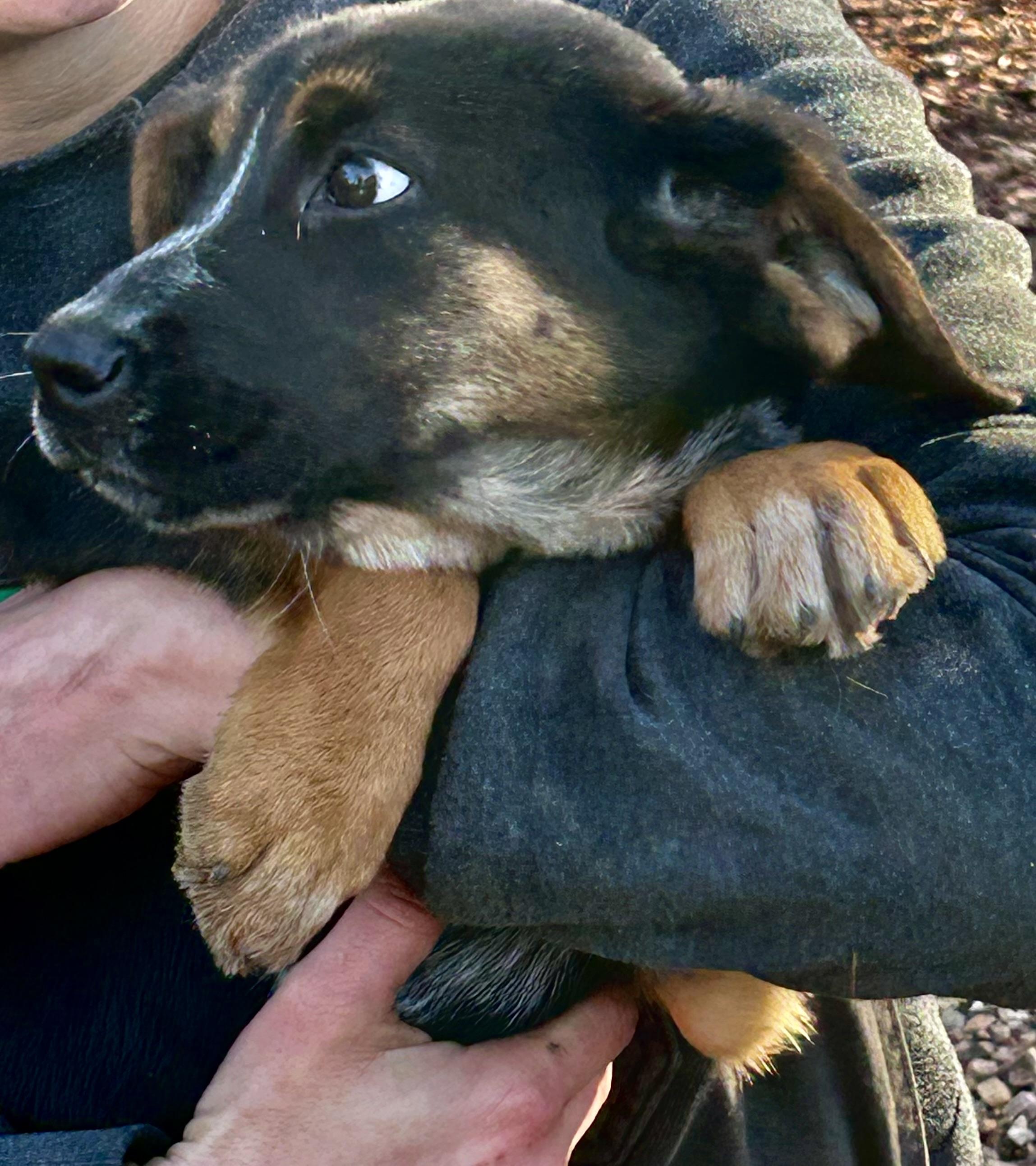 Enlarge Sunny, a Adoptable mixed breed image 4/4