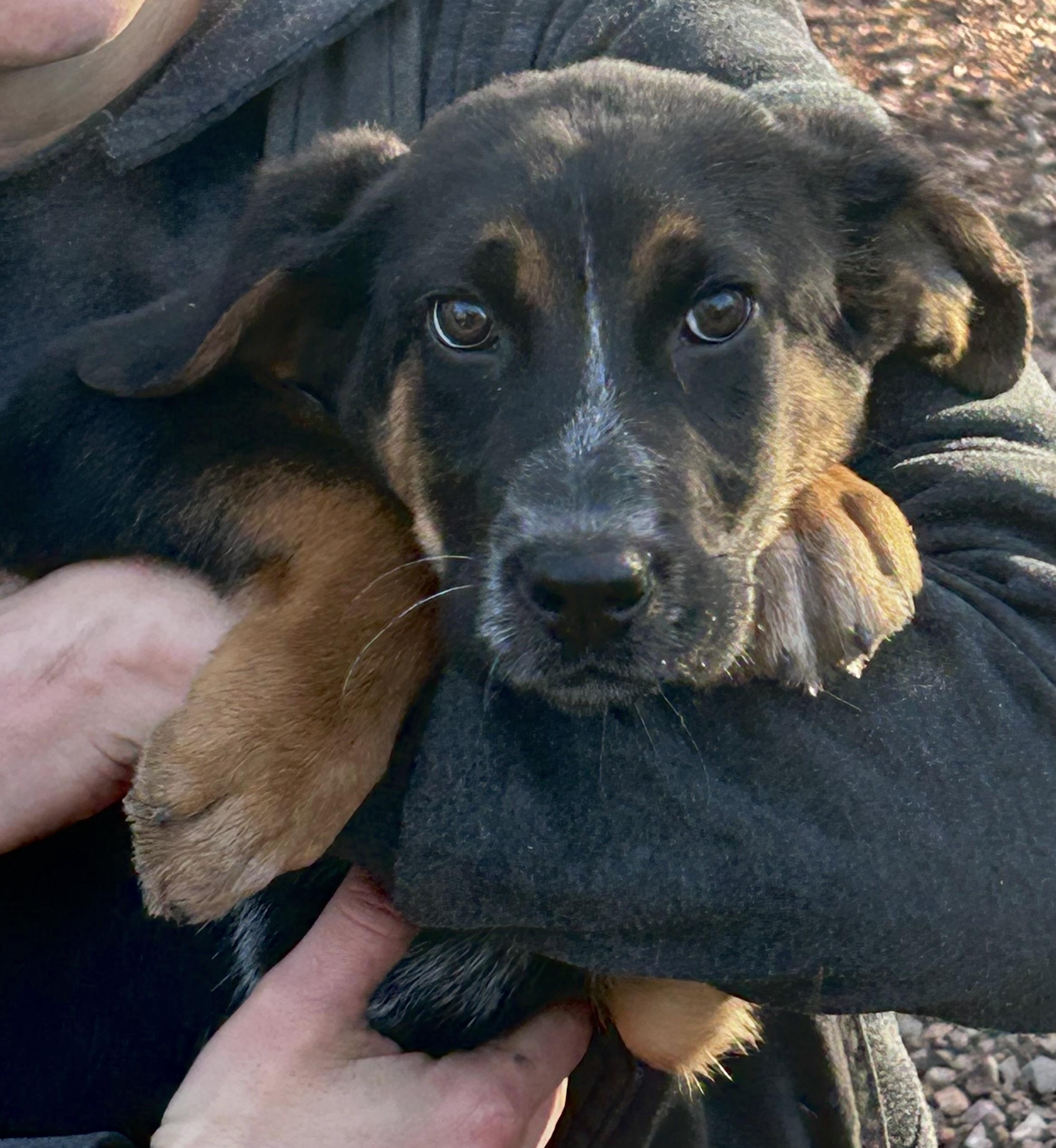 Enlarge Sunny, a Adoptable mixed breed image 3/4