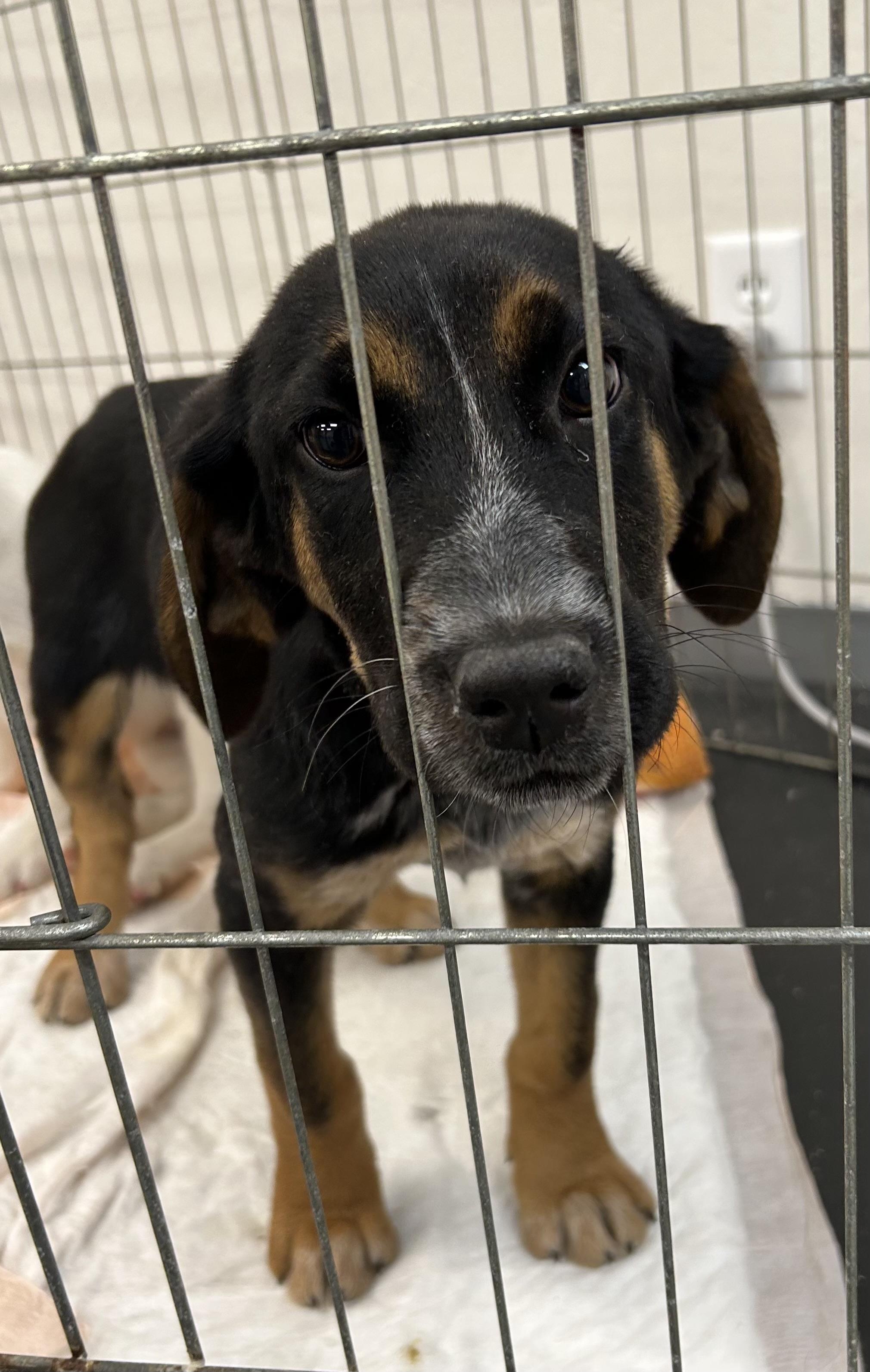 Enlarge Sunny, a Adoptable mixed breed image 2/4