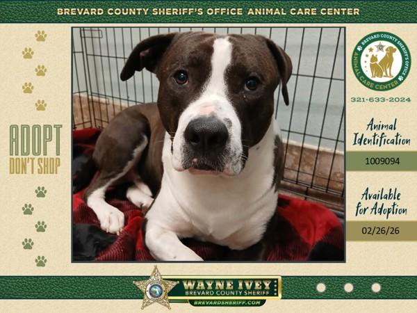 Enlarge Ronin, a Adoptable mixed breed in Melbourne, FL image 1/1