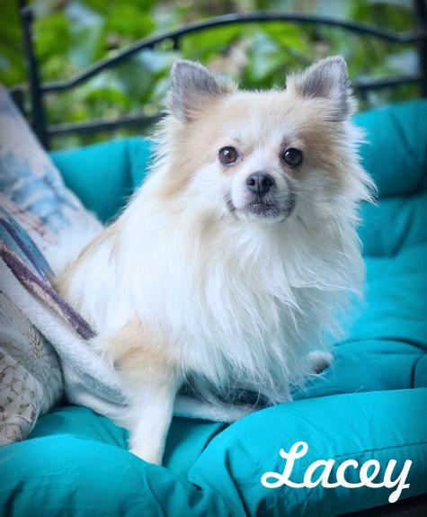 Lacey, Adopted, Young Female Pomeranian.