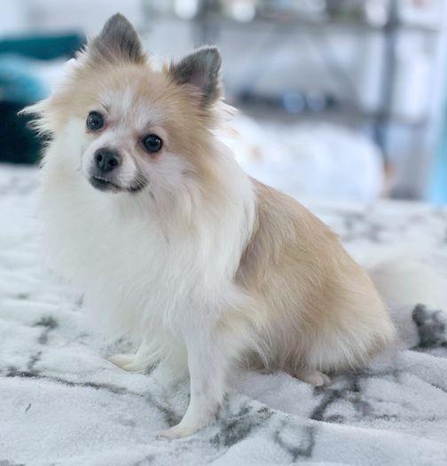 Lacey, a Adopted Pomeranian in Anaheim Hills, CA image 2/3