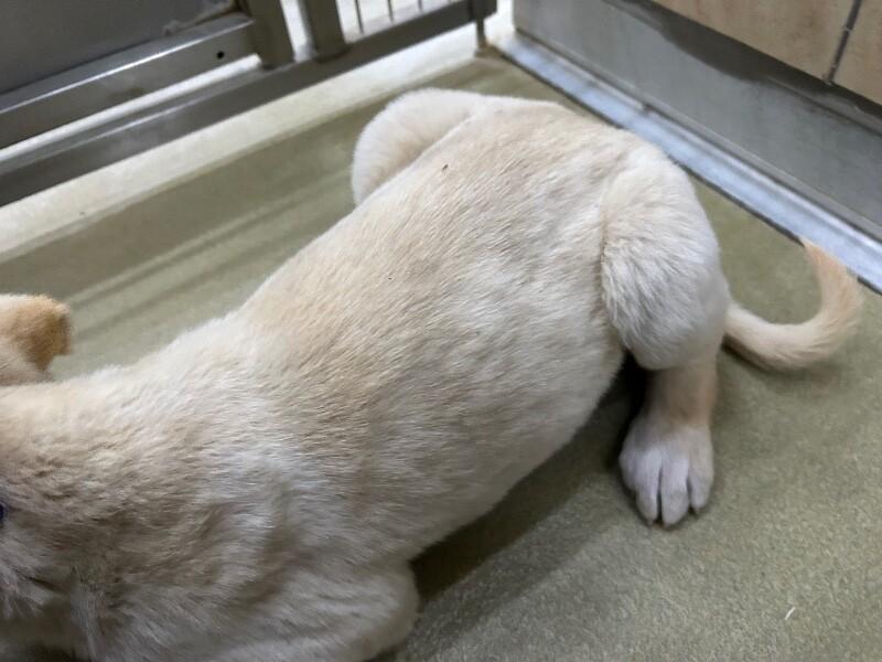 Enlarge Charlie, a Adoptable Mixed Breed in Hobbs, NM image 1/4