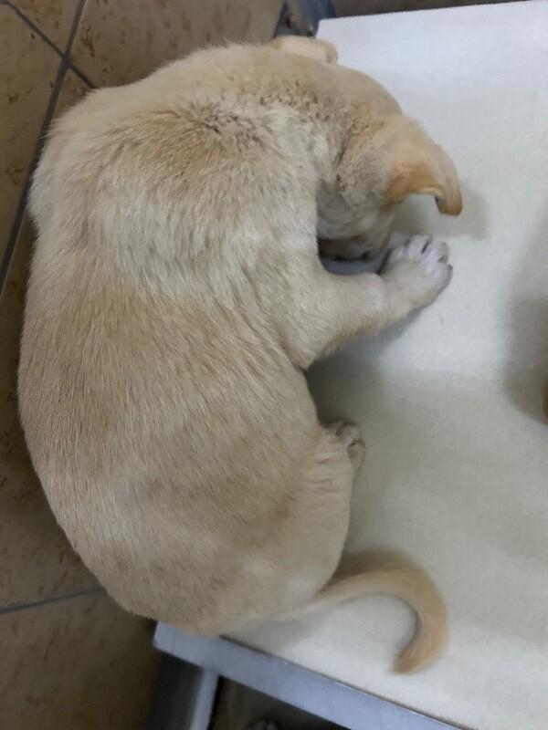 Enlarge Charlie, a Adoptable Mixed Breed in Hobbs, NM image 2/4