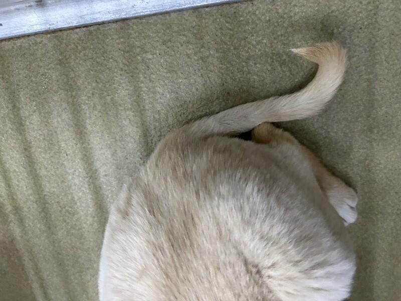 Enlarge Charlie, a Adoptable Mixed Breed in Hobbs, NM image 3/4