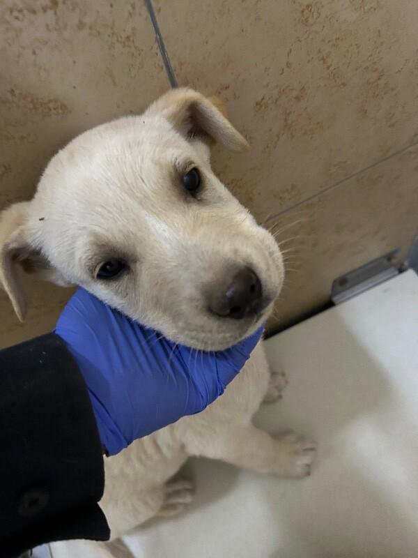 Enlarge Charlie, a Adoptable Mixed Breed in Hobbs, NM image 4/4