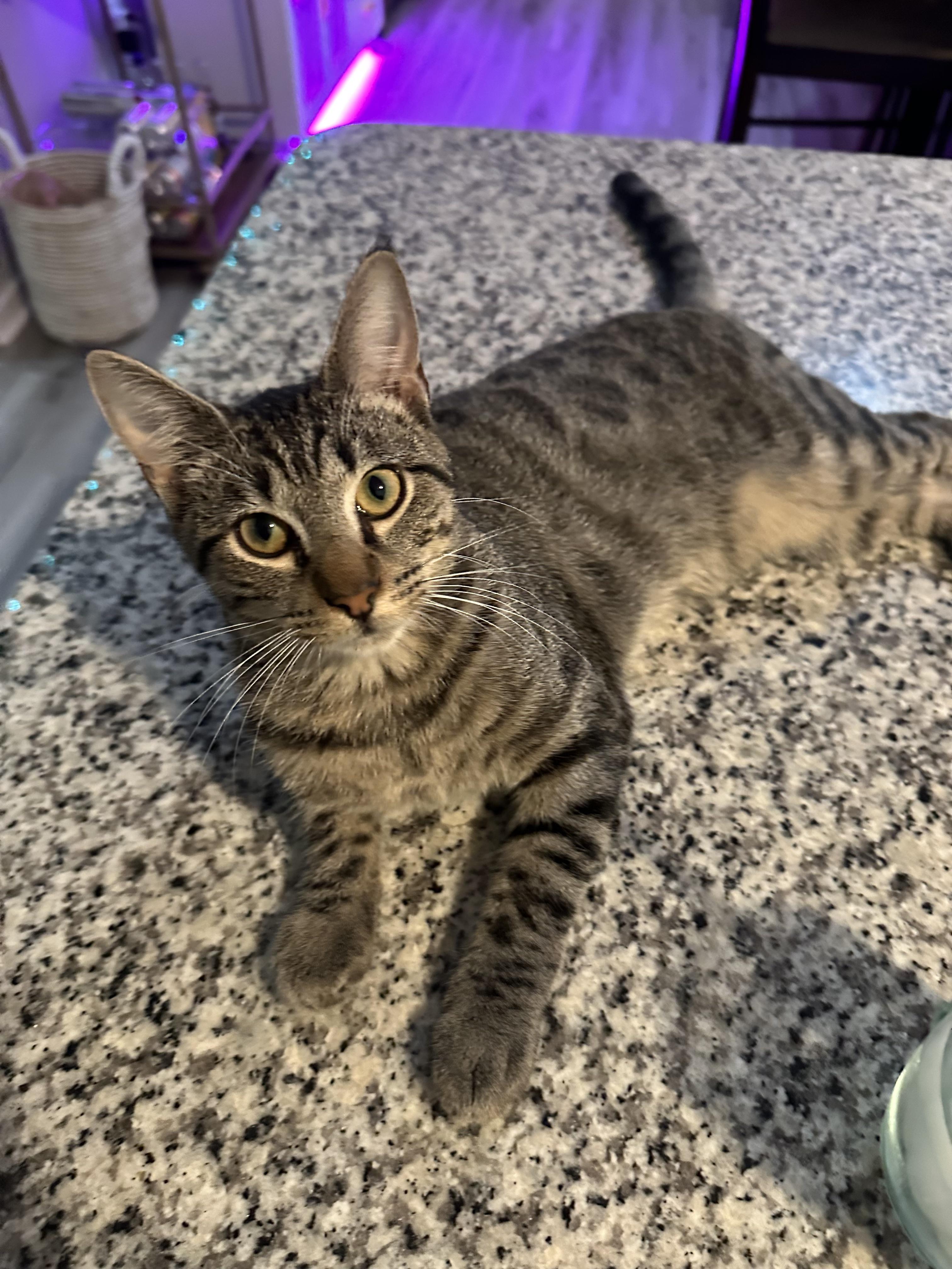 Dinkleberg thumbnail 4