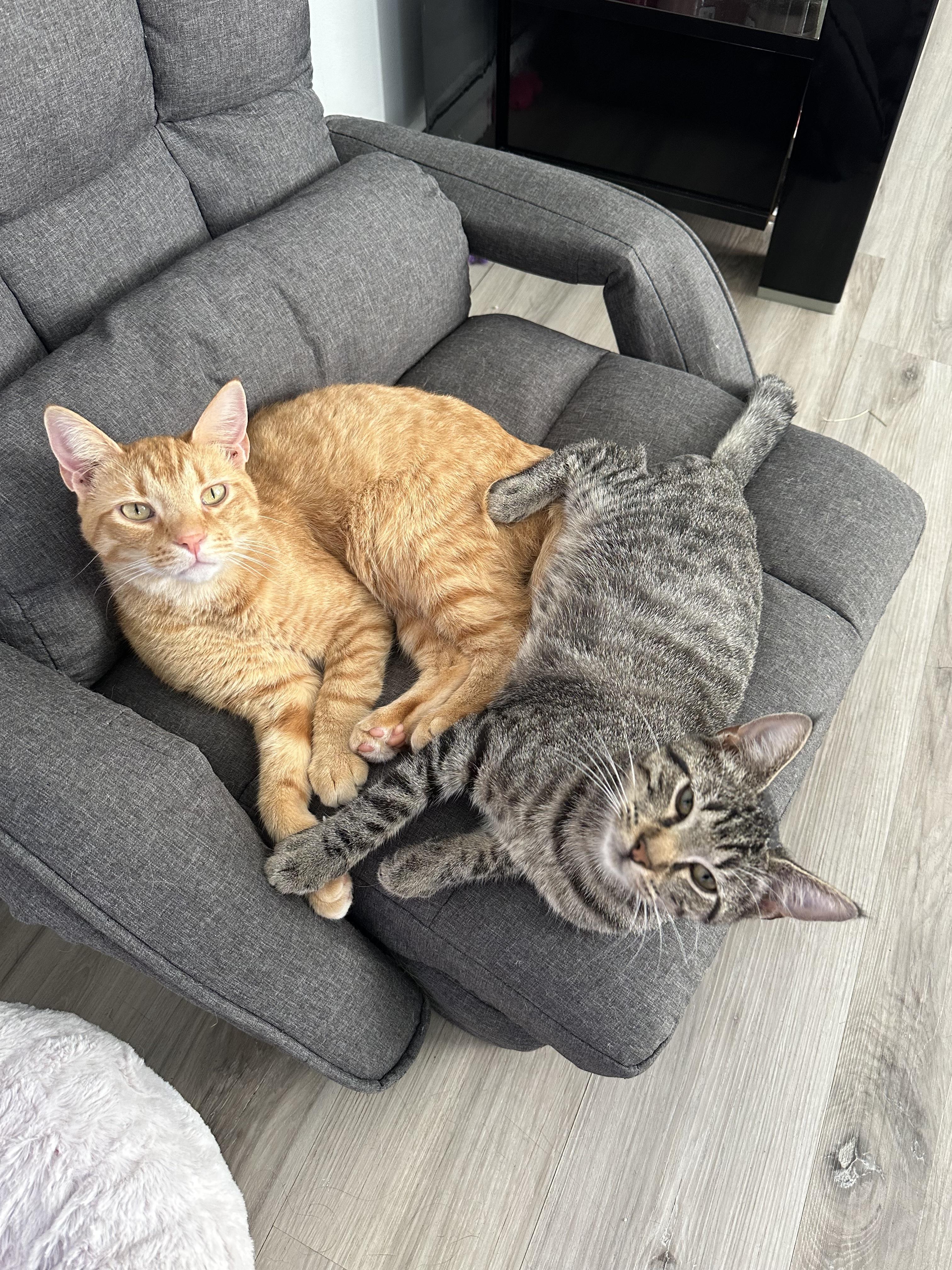 Dinkleberg thumbnail 5