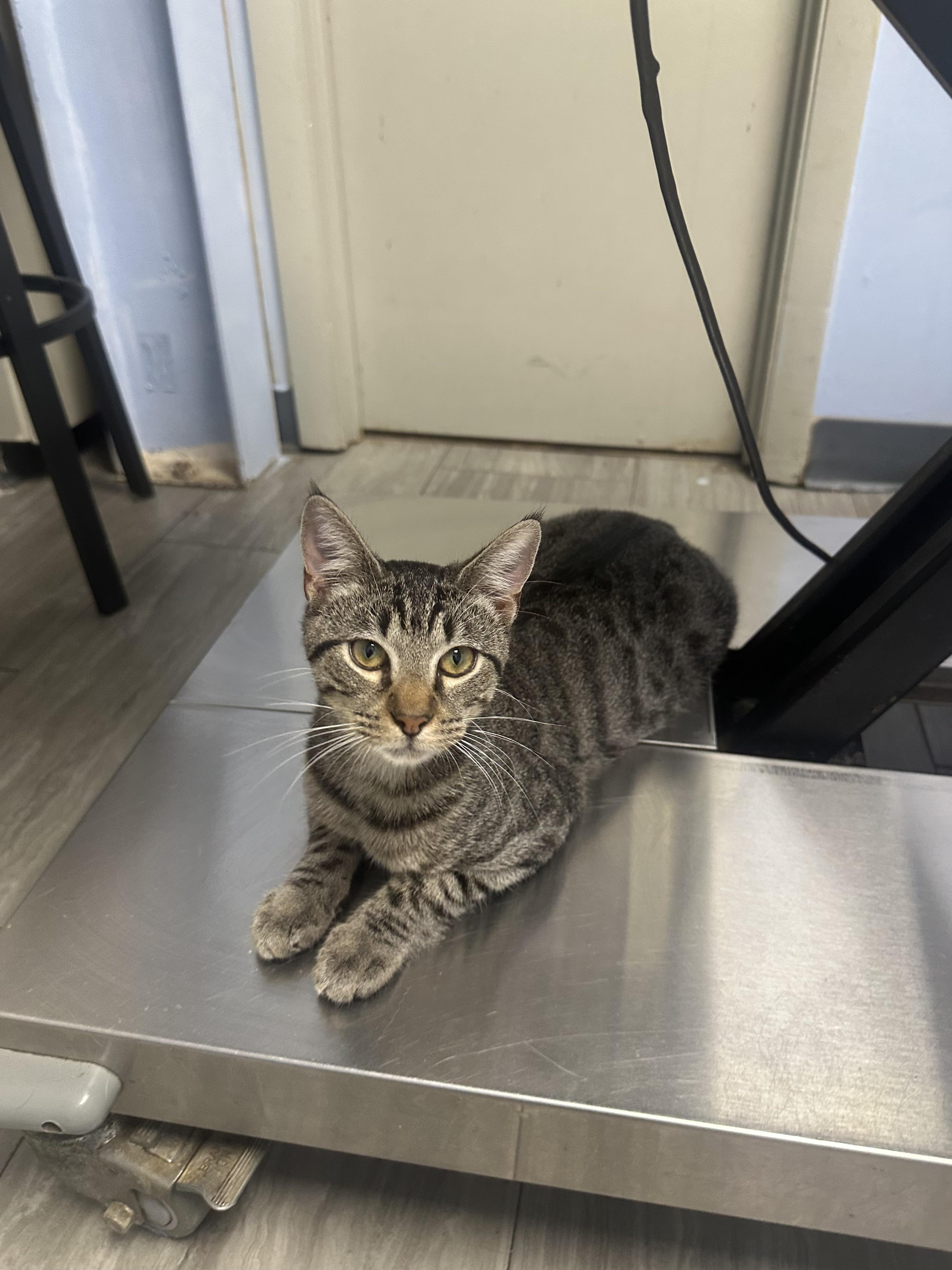 Dinkleberg thumbnail 3