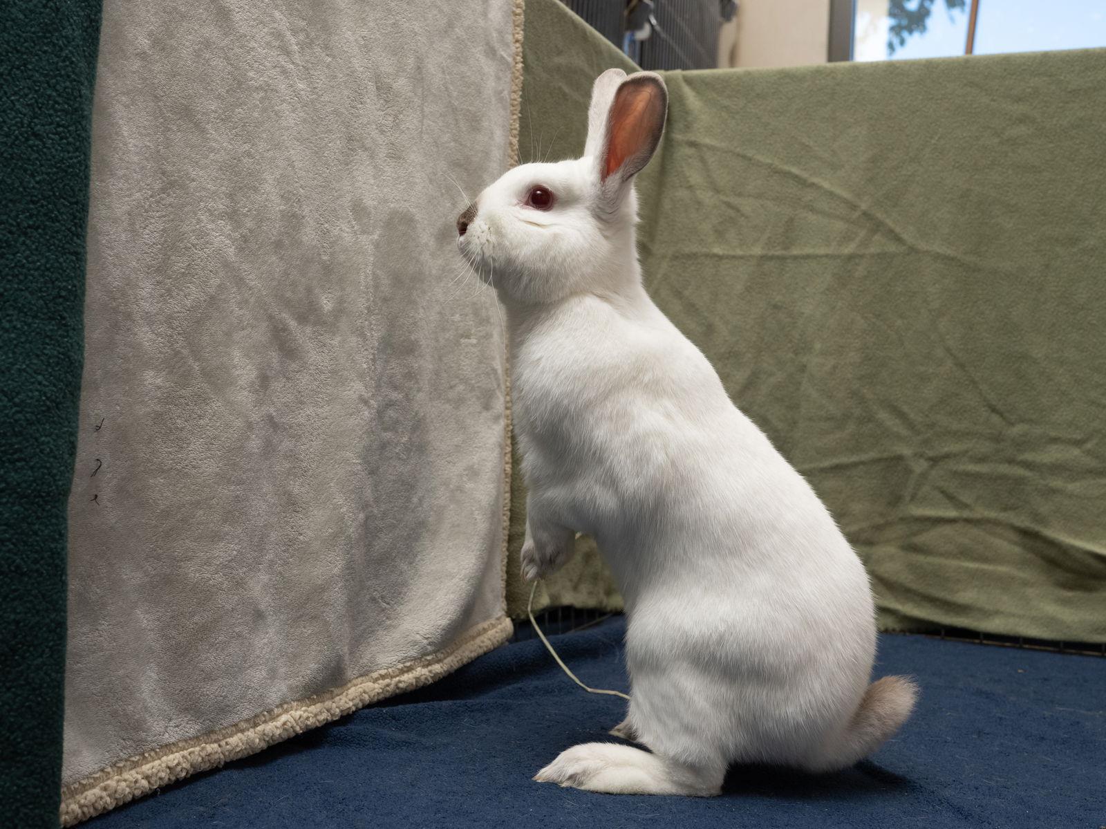 Kalo, a Adoptable mixed breed in Antioch, CA image 1/3