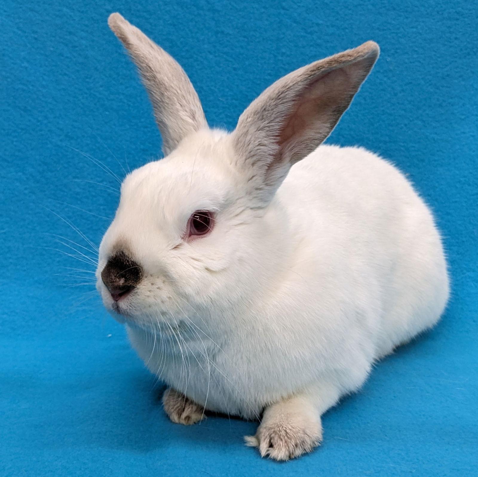 Kalo, a Adoptable mixed breed in Antioch, CA image 2/3