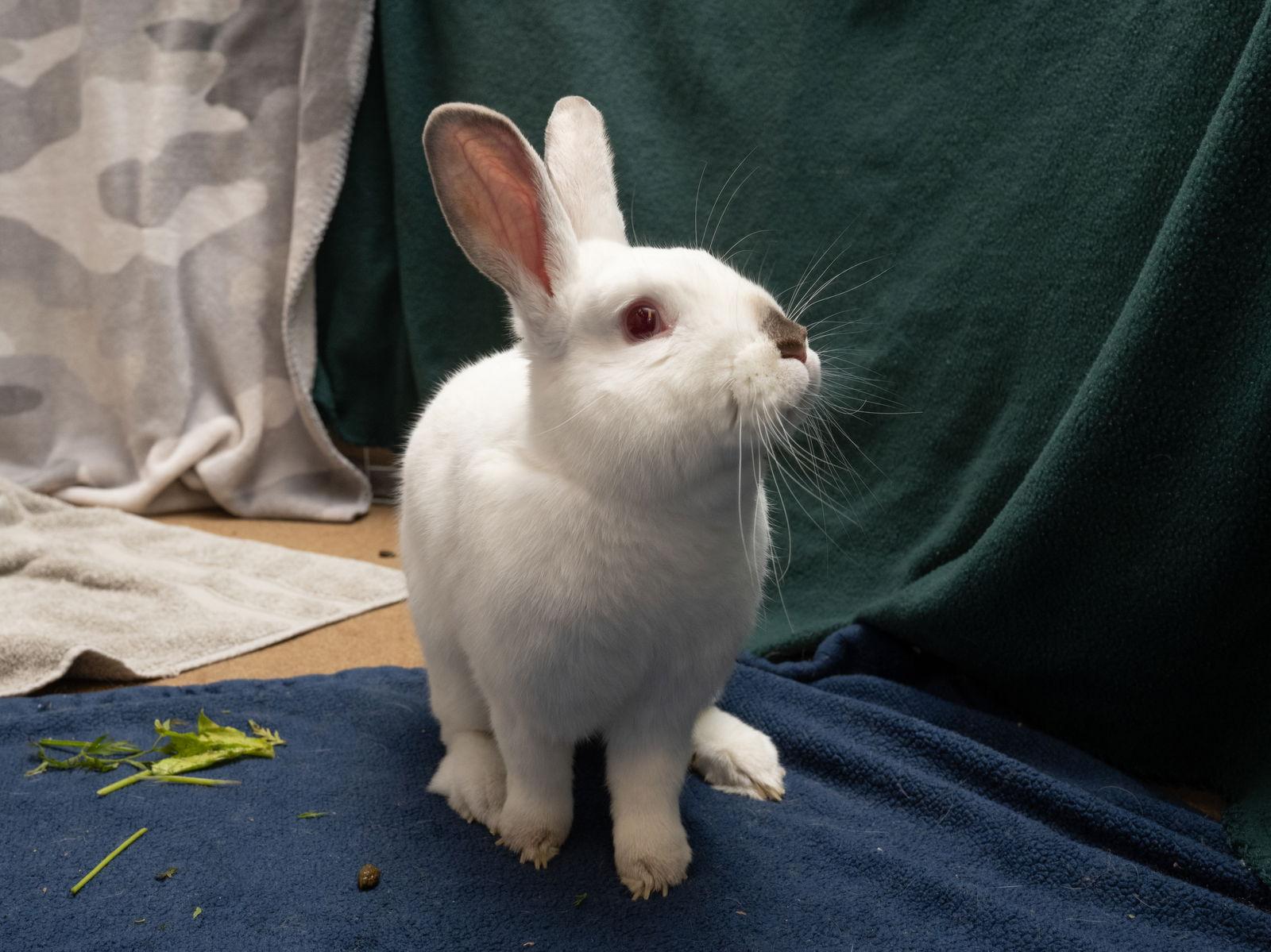 Kalo, a Adoptable mixed breed in Antioch, CA image 3/3