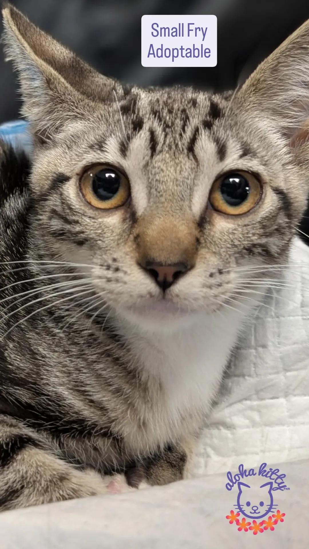Enlarge Small Fry, a Adoptable Domestic Short Hair in Honolulu, HI image 1/1