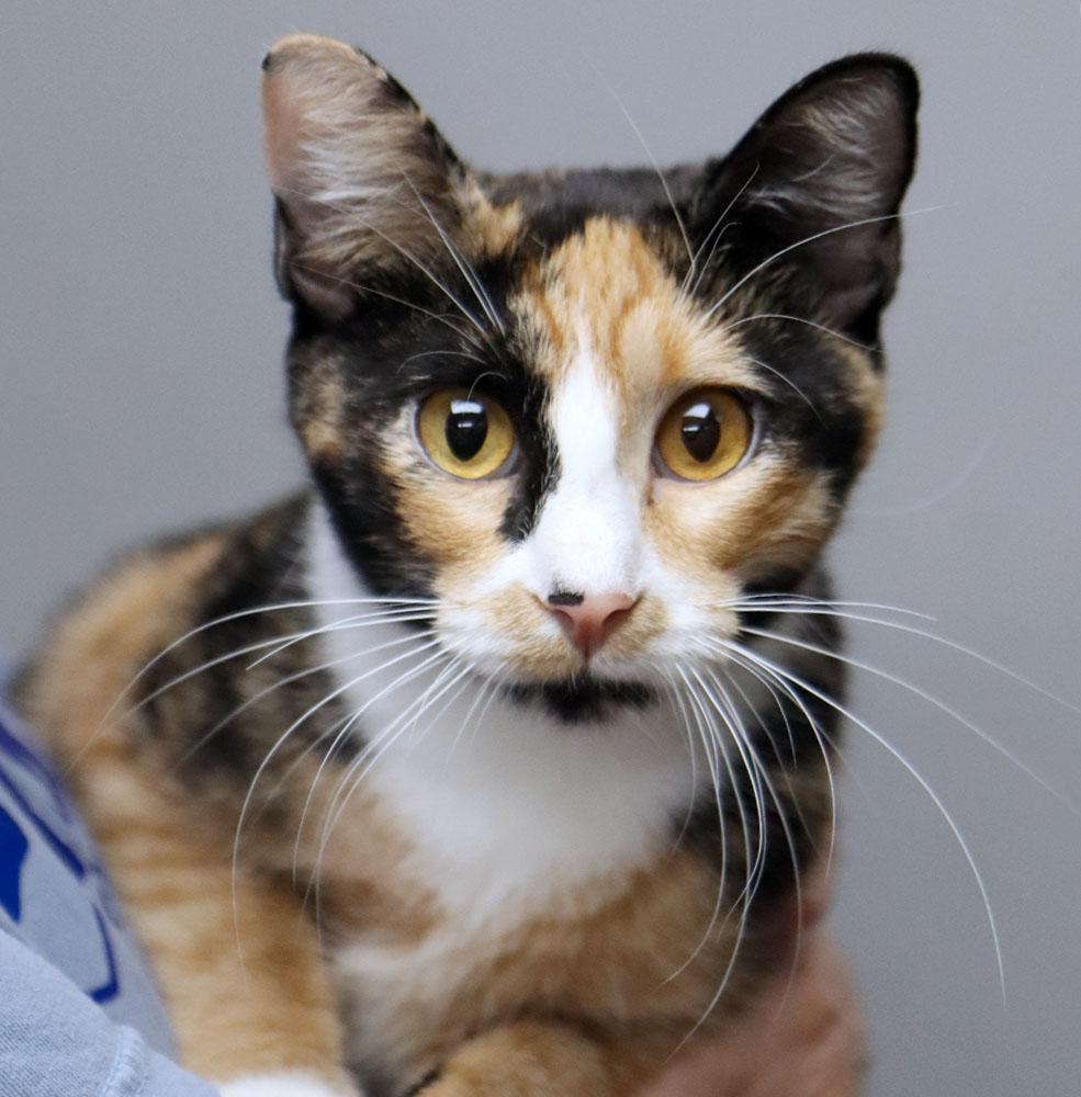 family cats　0308 s-l1200.jpg