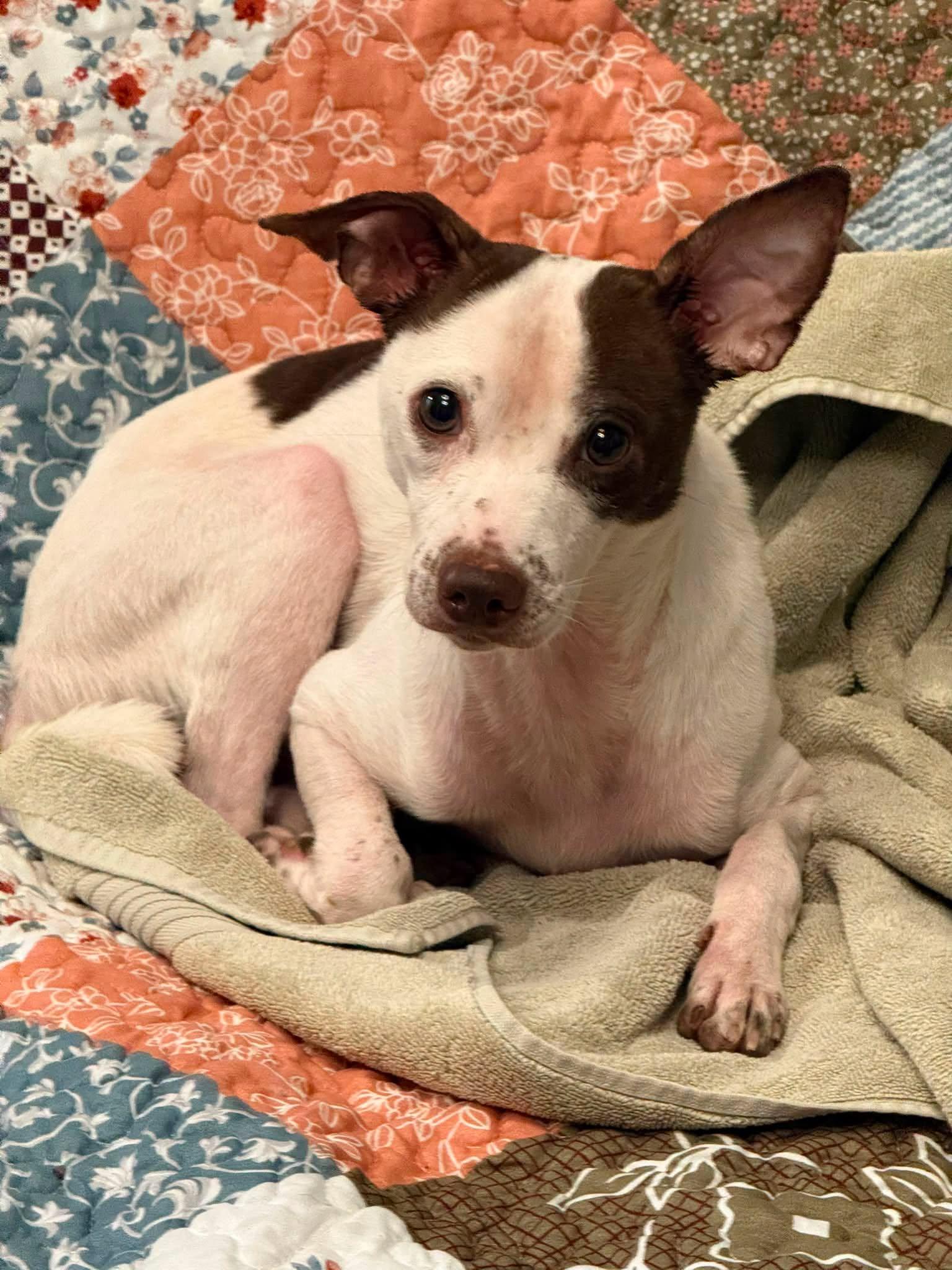 Skippy--COMING SOON, Adoptable, Adult Male Rat Terrier & Jack Russell Terrier.
