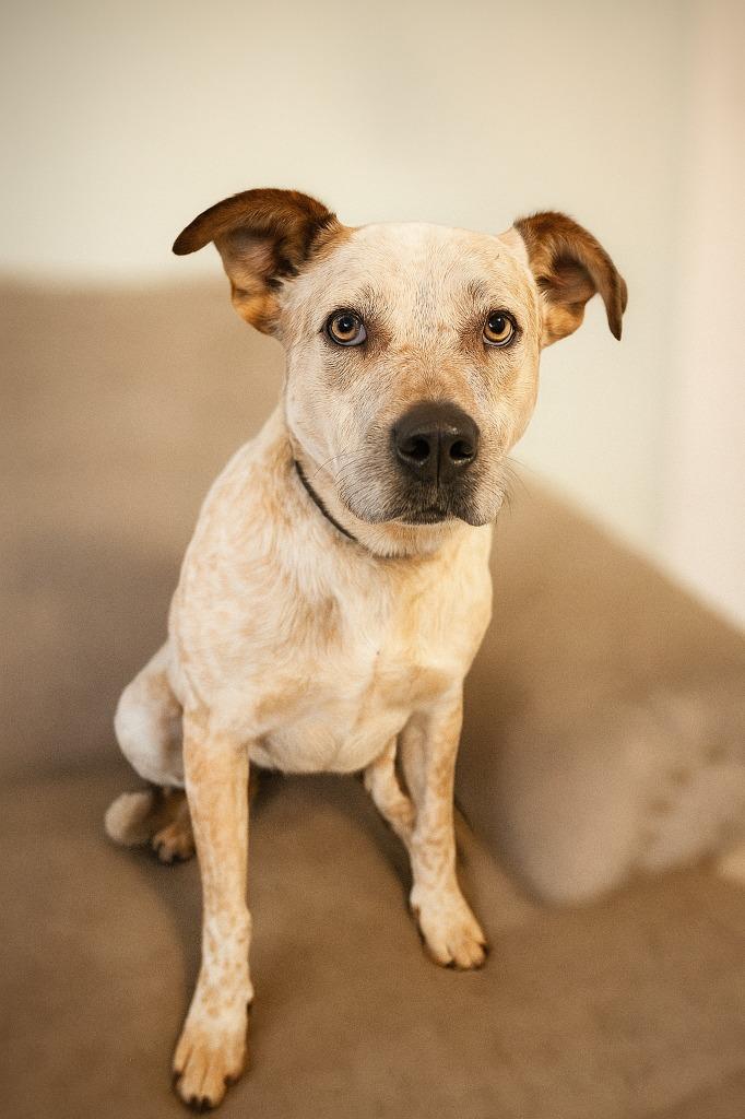 Enlarge Roscoe, a Adoptable Australian Cattle Dog / Blue Heeler in Hardeeville, SC image 2/3