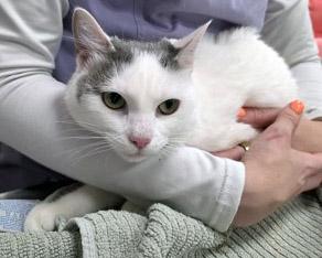 Jojo — thumbnail 2