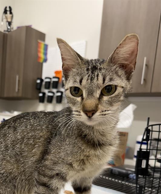 ALMA, Adoptable, Young Female Domestic Short Hair.