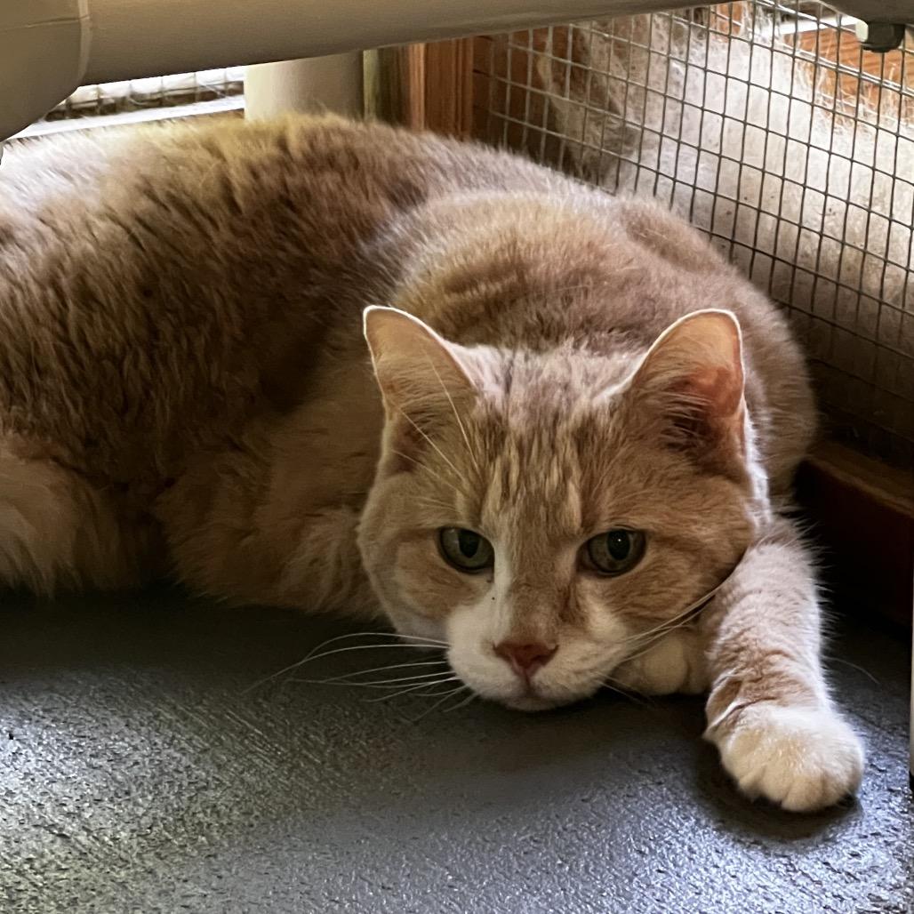 Rudy, Adoptable, Senior Male Domestic Short Hair.