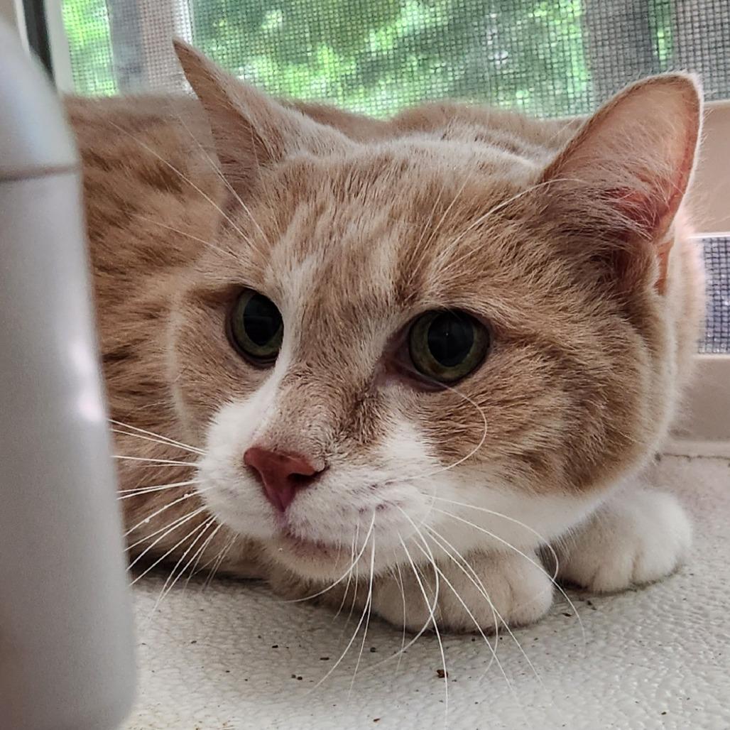 Enlarge Rudy, a Adoptable Domestic Short Hair in Brighton, MO image 2/5