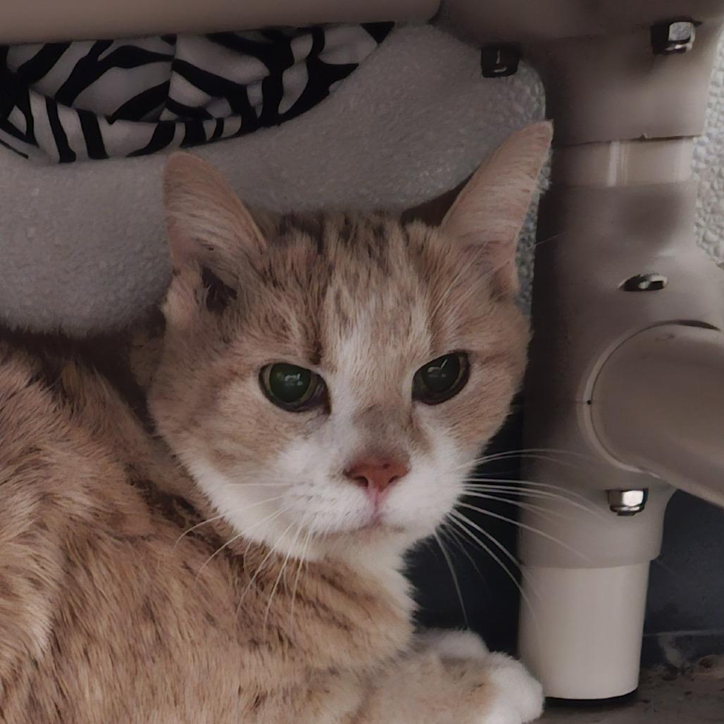 Enlarge Rudy, a Adoptable Domestic Short Hair in Brighton, MO image 3/5