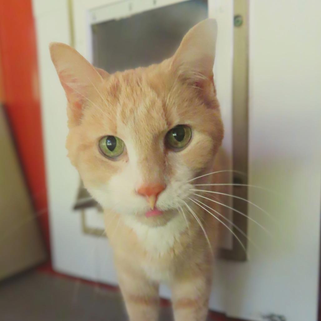 Enlarge Rudy, a Adoptable Domestic Short Hair in Brighton, MO image 4/5