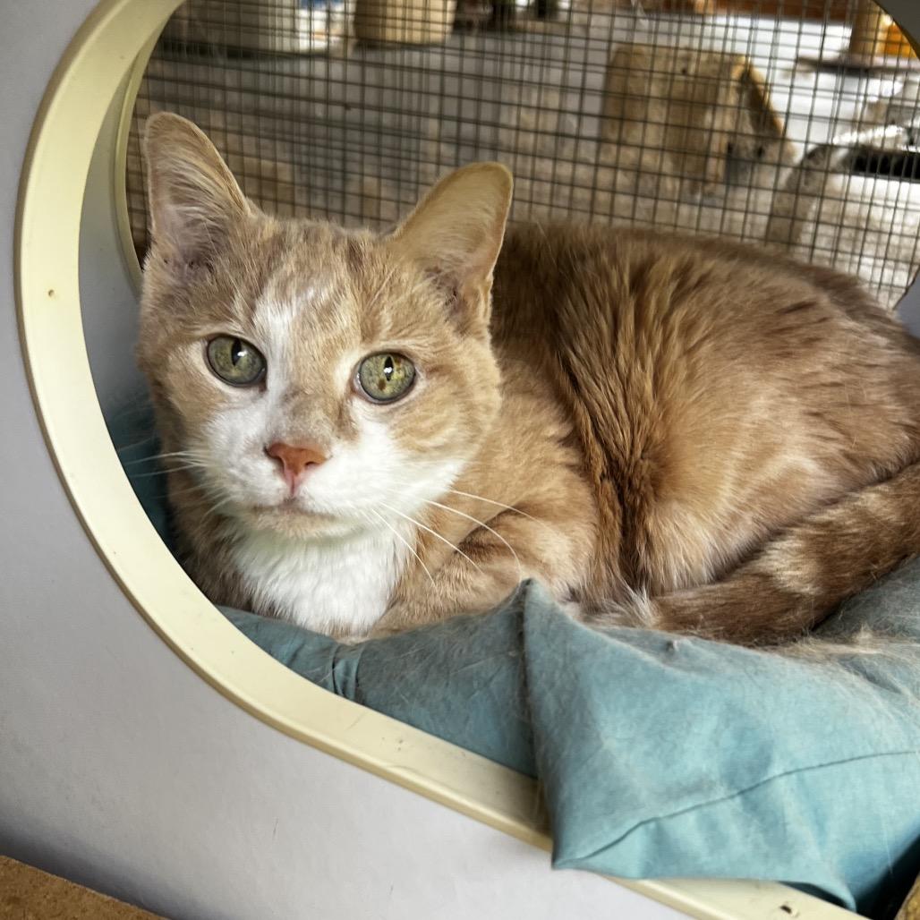 Enlarge Rudy, a Adoptable Domestic Short Hair in Brighton, MO image 5/6
