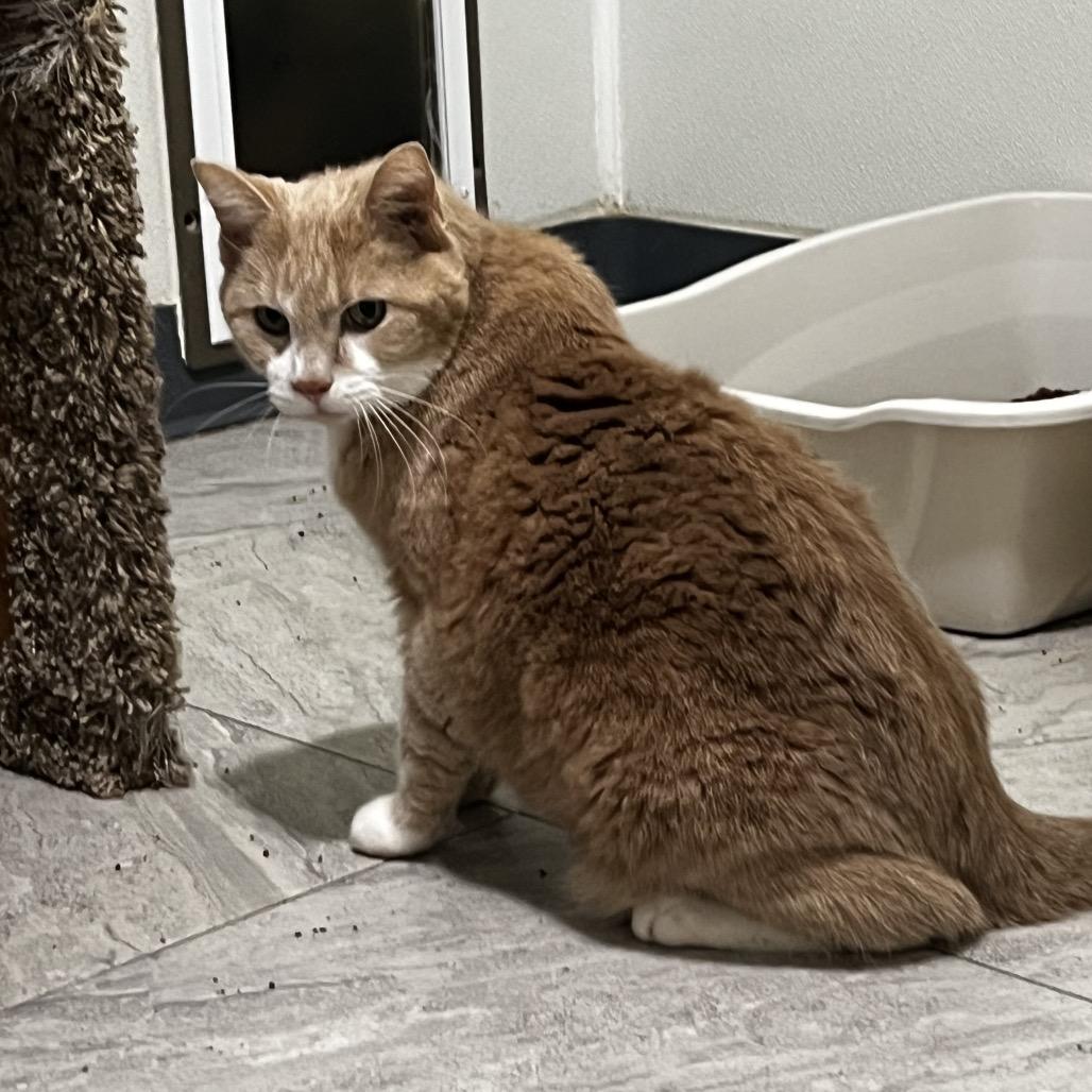 Enlarge Rudy, a Adoptable Domestic Short Hair in Brighton, MO image 5/5