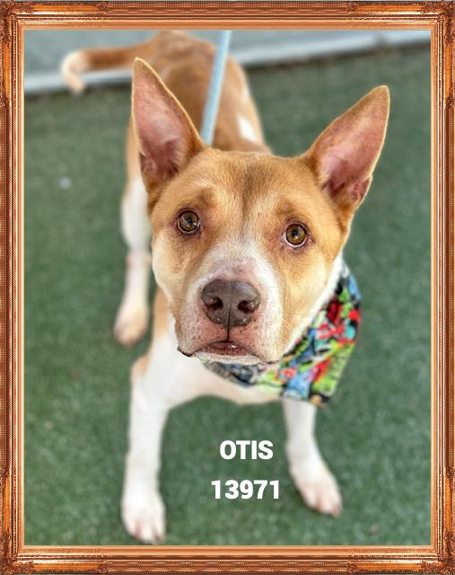 OTIS, a Adoptable mixed breed in Marietta, GA image 1/5