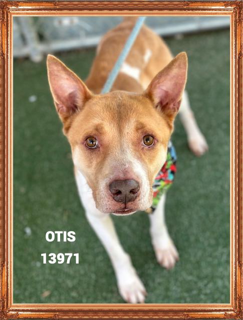 OTIS, a Adoptable mixed breed in Marietta, GA image 2/5