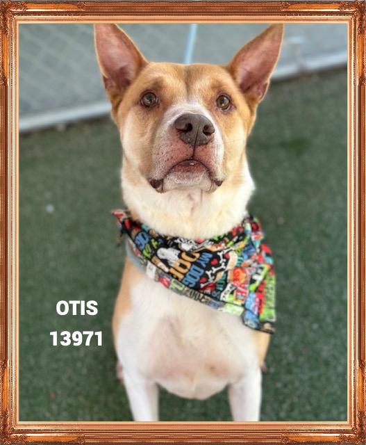 OTIS, a Adoptable mixed breed in Marietta, GA image 3/5