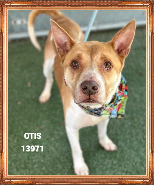 OTIS, a Adoptable mixed breed in Marietta, GA image 4/5