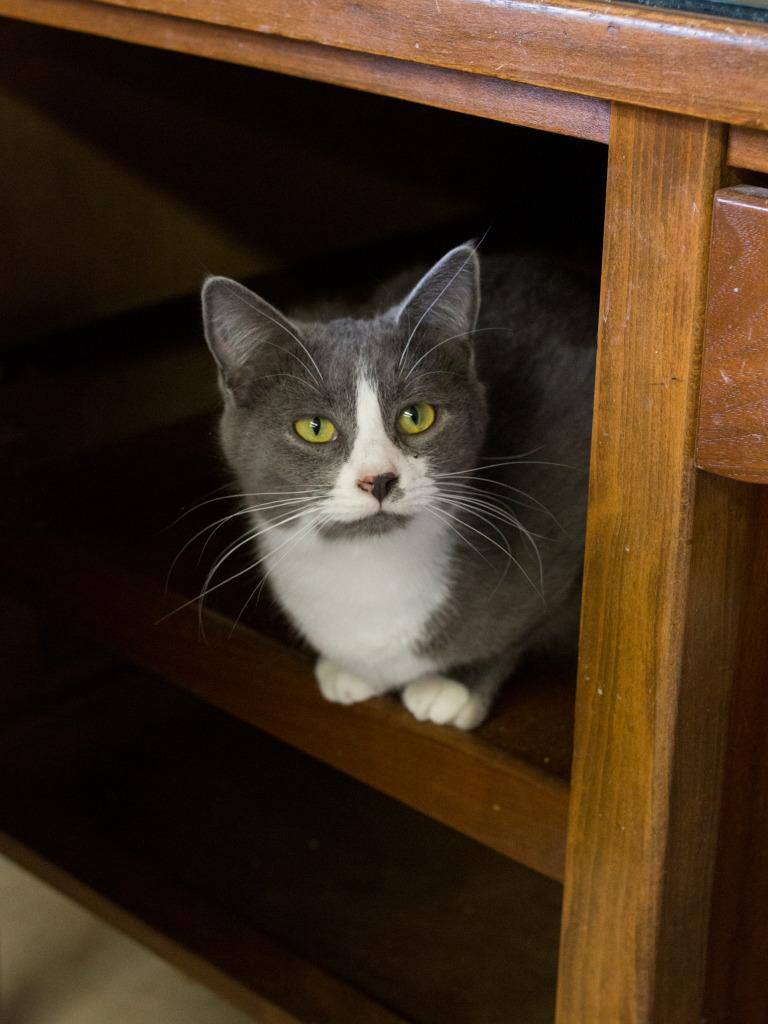 Sienna, Adoptable, Adult Female Domestic Short Hair.